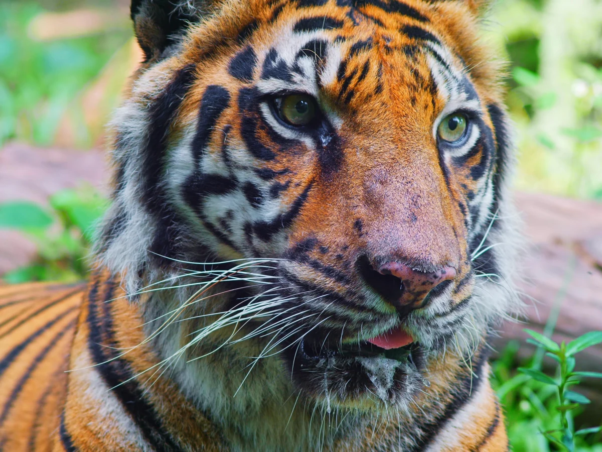 The same tiger image with faded, low-contrast colour